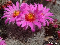 Mammillaria guelzowiana ©JL2729 ex SB465, Mexico.jpg